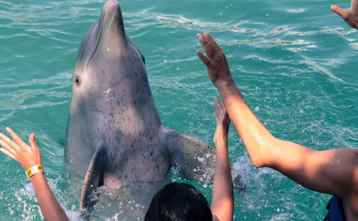Nado com os golfinhos em Punta Cana