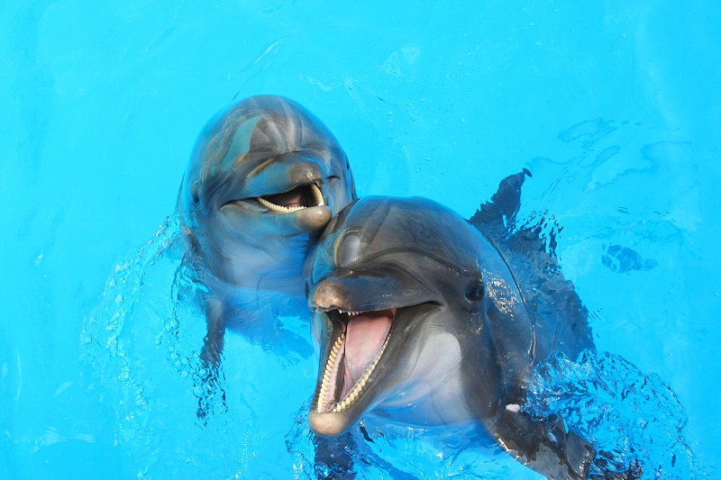 Golfinhos em Punta Cana