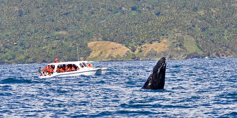Turistas em passeio de avistamento de baleias