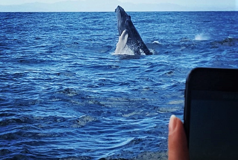 Fotografando baleia