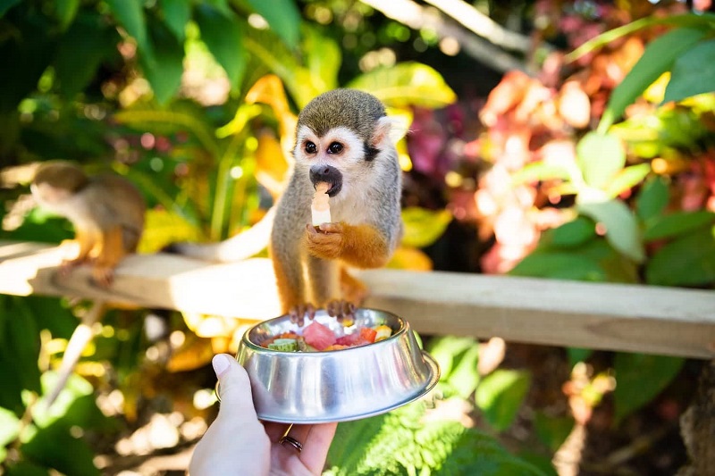 Macaco comendo - Monkeyland