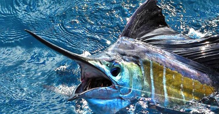 Peixe marlim-azul