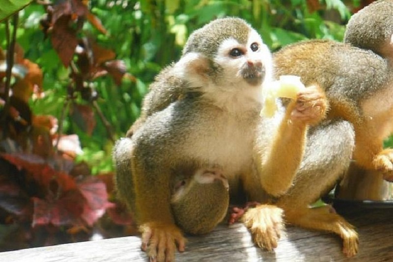 Macacos graciosos na Monkeyland