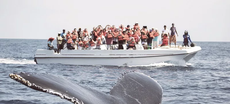 Avistamento de baleias em Samaná + Cascata El Limón