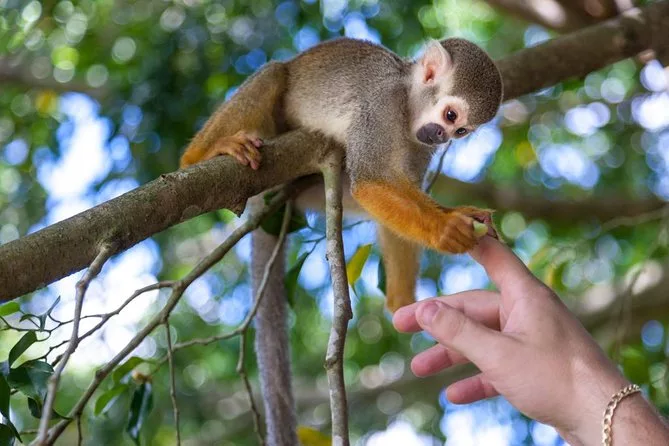 Excursão à Monkeyland saindo de Punta Cana